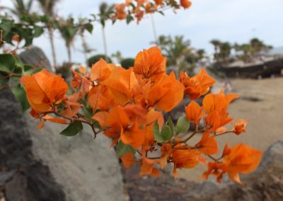 Photo Lanzarote végétation Arbuste orange